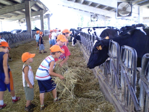 Foto dei ragazzi in visita ad una fattoria